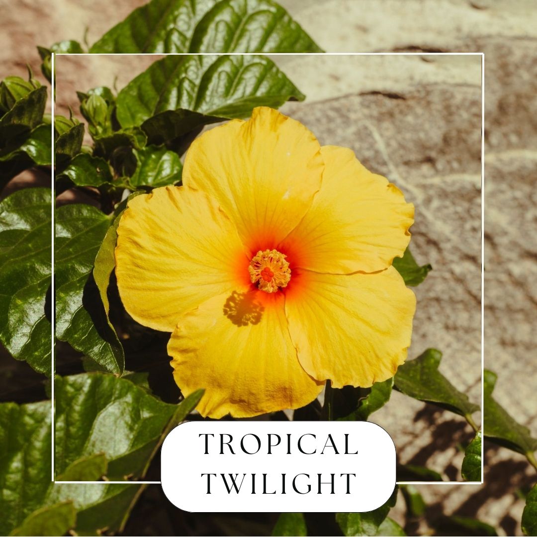 Tropical Twilight Hanging Reed Diffuser